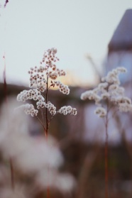 非主流花草风景图片