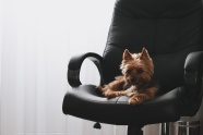 皮革扶手椅上的小狗图片