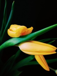 一枝黄色郁金香图片