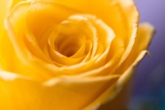 唯美微距黄色玫瑰花朵图片