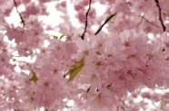 春天粉色樱花花朵图片