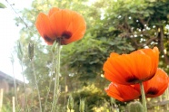 红色罂粟鲜花花朵图片