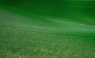 绿色护眼草坪图片
