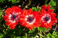 红色海葵花朵图片