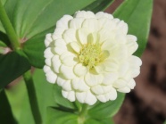 白色百日菊花朵图片
