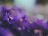 非主流紫色的鲜花图片