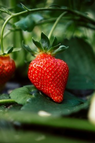 鲜艳成熟红草莓图片