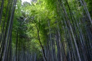 绿色竹林图片风景