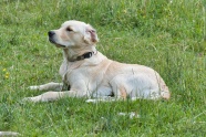 草地拉布拉多犬图片