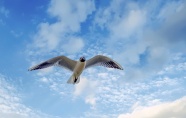展翅飞翔海鸥图片
