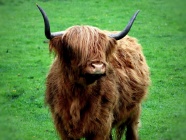 苏格兰高原耗牛图片