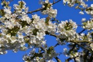 樱花枝白色樱花开花图片