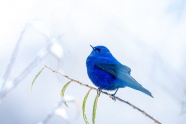 漂亮蓝色小鸟图片