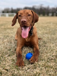 匈牙利维斯拉犬图片