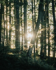 阳光穿过树林的图片