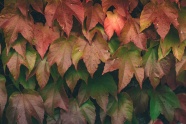 秋天藤蔓红叶图片