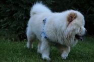 白色松狮犬狗狗图片