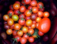 番茄营养水果图片
