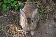 一只灰色野兔子图片