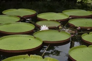 池塘睡莲莲蓬图片