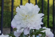 纯白色牡丹花朵图片