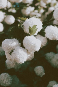白色绣球花圃图片