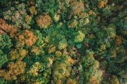 航拍乡间繁茂树木图片