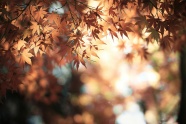 唯美秋天枫叶图片
