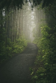 清晨绿色树林雾气图片