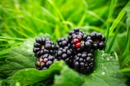 黑莓浆果摄影图片