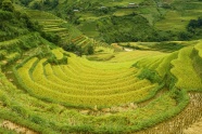 稻田水稻种植图片