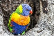 漂亮澳洲彩虹鹦鹉图片
