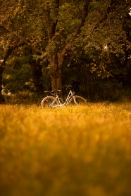 秋季树林单车风景图片