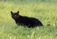 绿草地黑色小猫图片