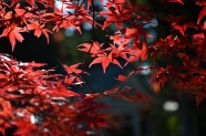 金秋红树叶图片