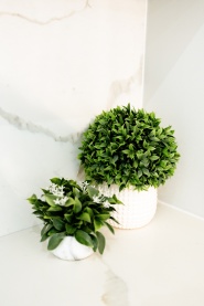 墙角绿色盆栽图片