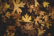 秋天梧桐树叶图片