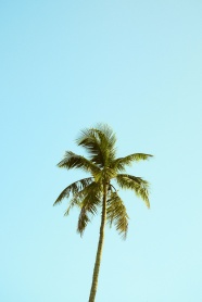 一棵棕榈树图片