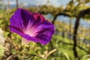 紫色喇叭花朵图片