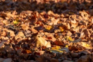 秋季地面黄色落叶图片