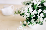 清新淡雅白色花卉图片