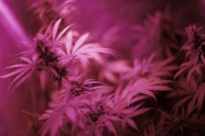 紫色树叶图片
