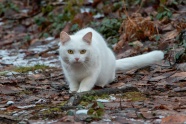 树林白色小猫图片