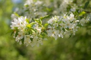 白色苹果花枝图片