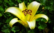 灿烂黄色百合花朵图片