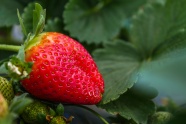 草莓地红色草莓水果图片