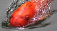 湖面红色鲫鱼图片
