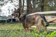 黑褐色德国牧羊犬图片
