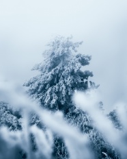 冬季唯美树木雾凇图片