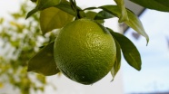 绿色柠檬水果特写图片